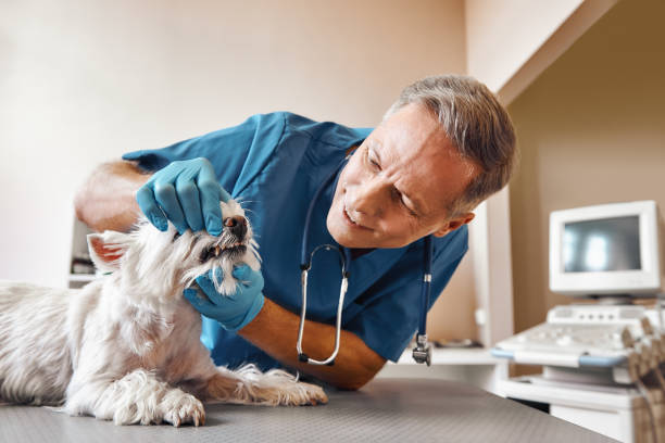 Best Walk-In Emergency Dentist in Avoca, PA